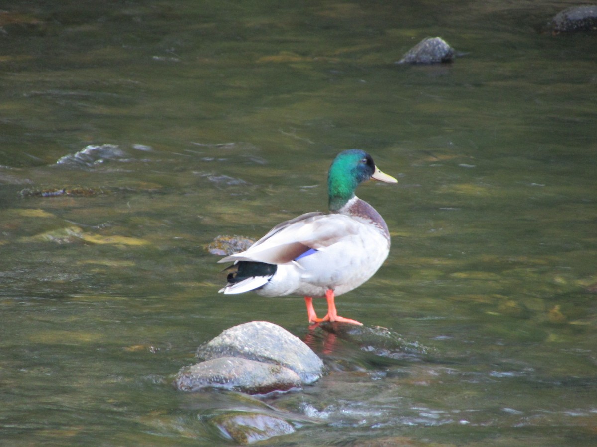 Mallard - Aditya Bhaskar