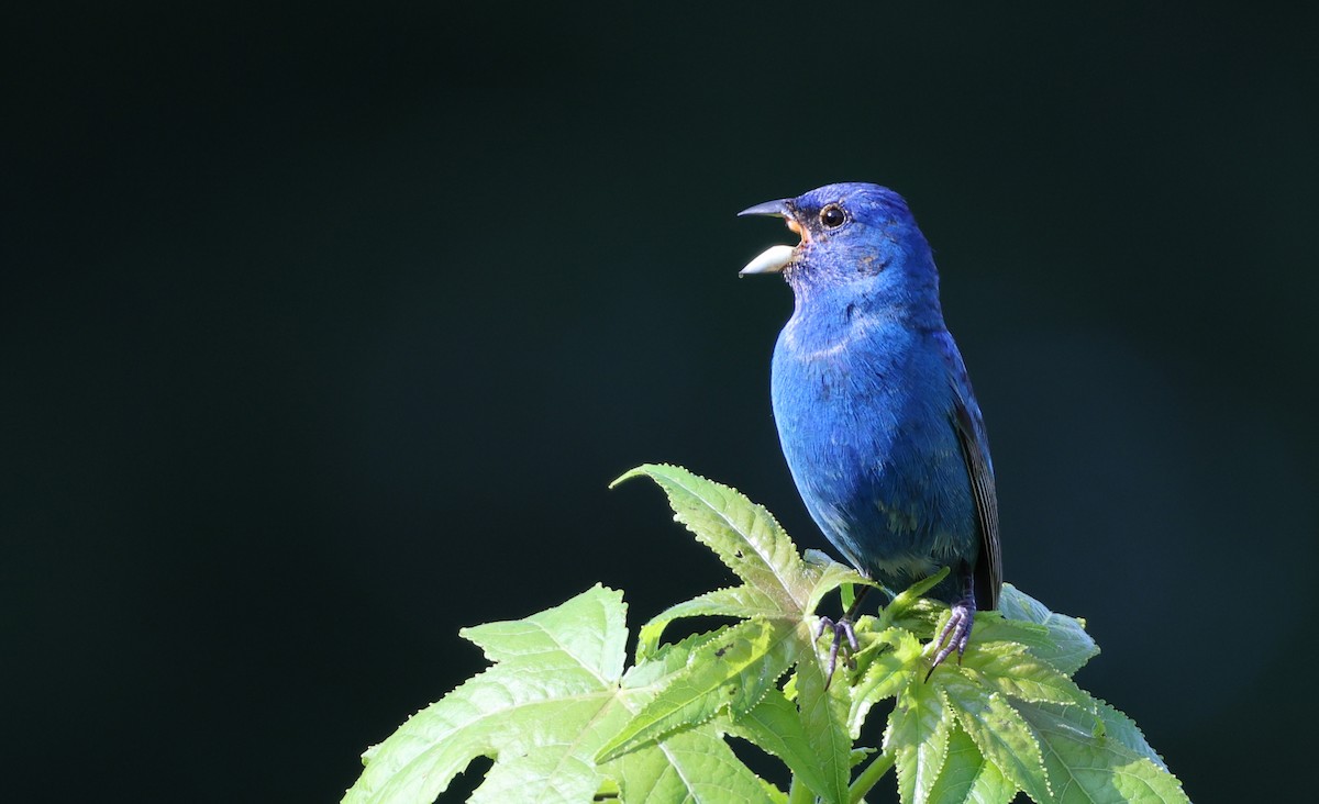 Indigo Bunting - Jeff Holmes