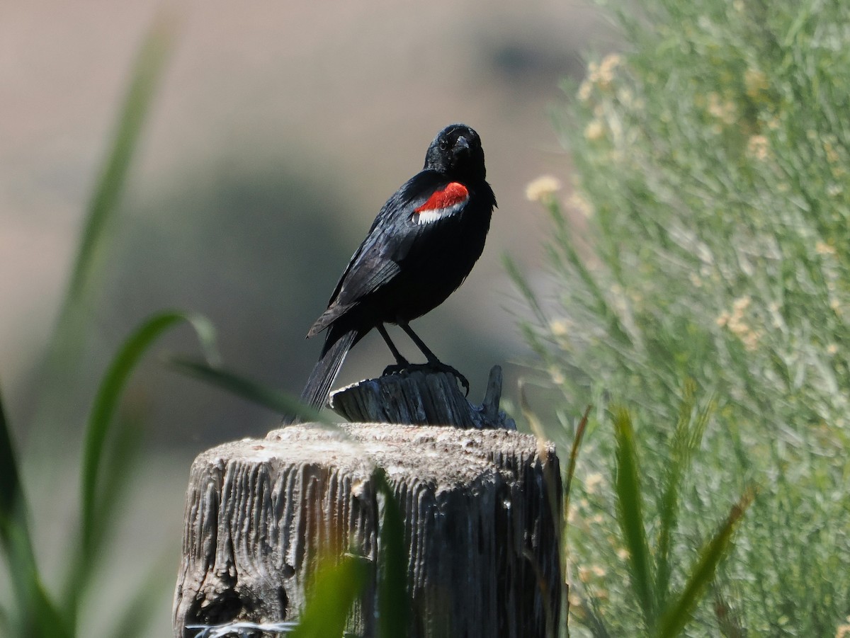 Tricolored Blackbird - Jack Wickel