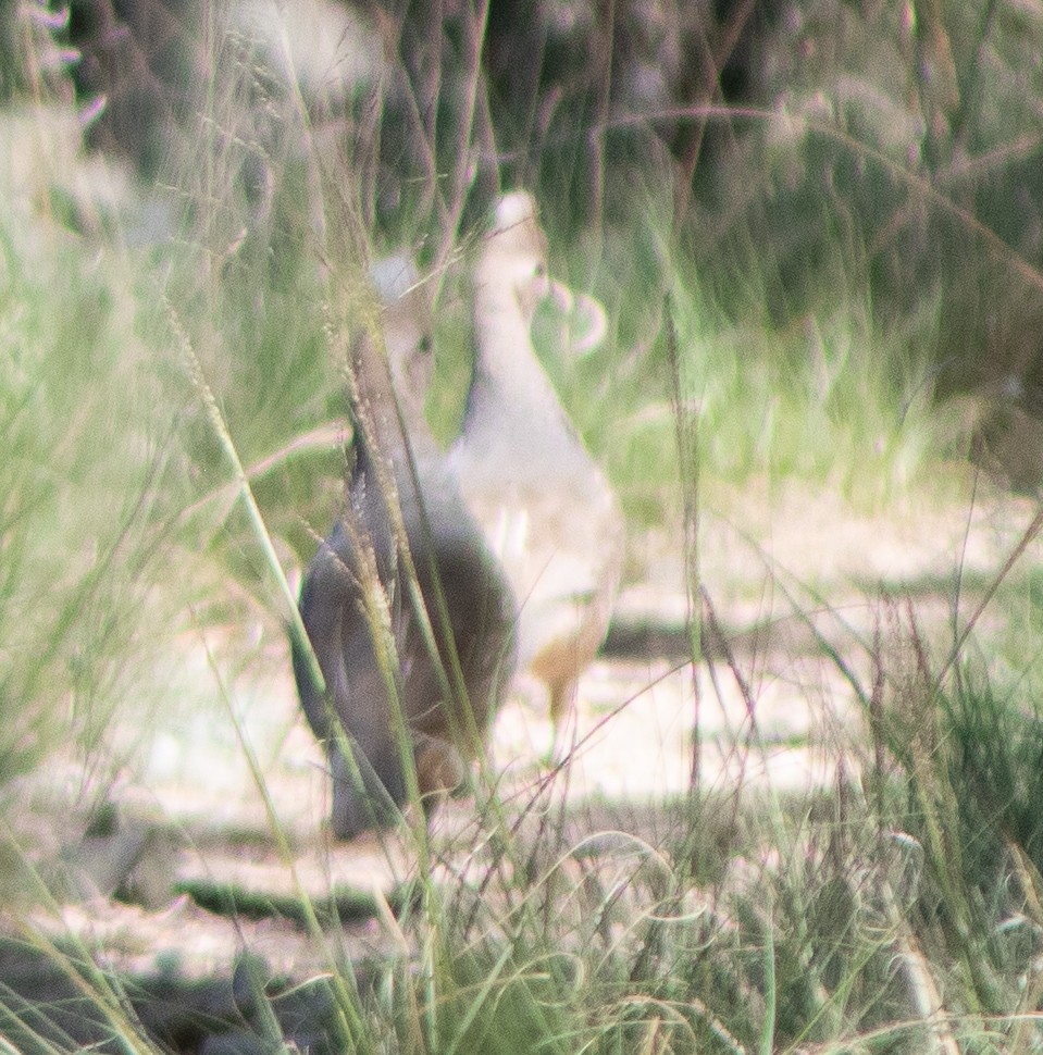 Scaled Quail - G Stacks