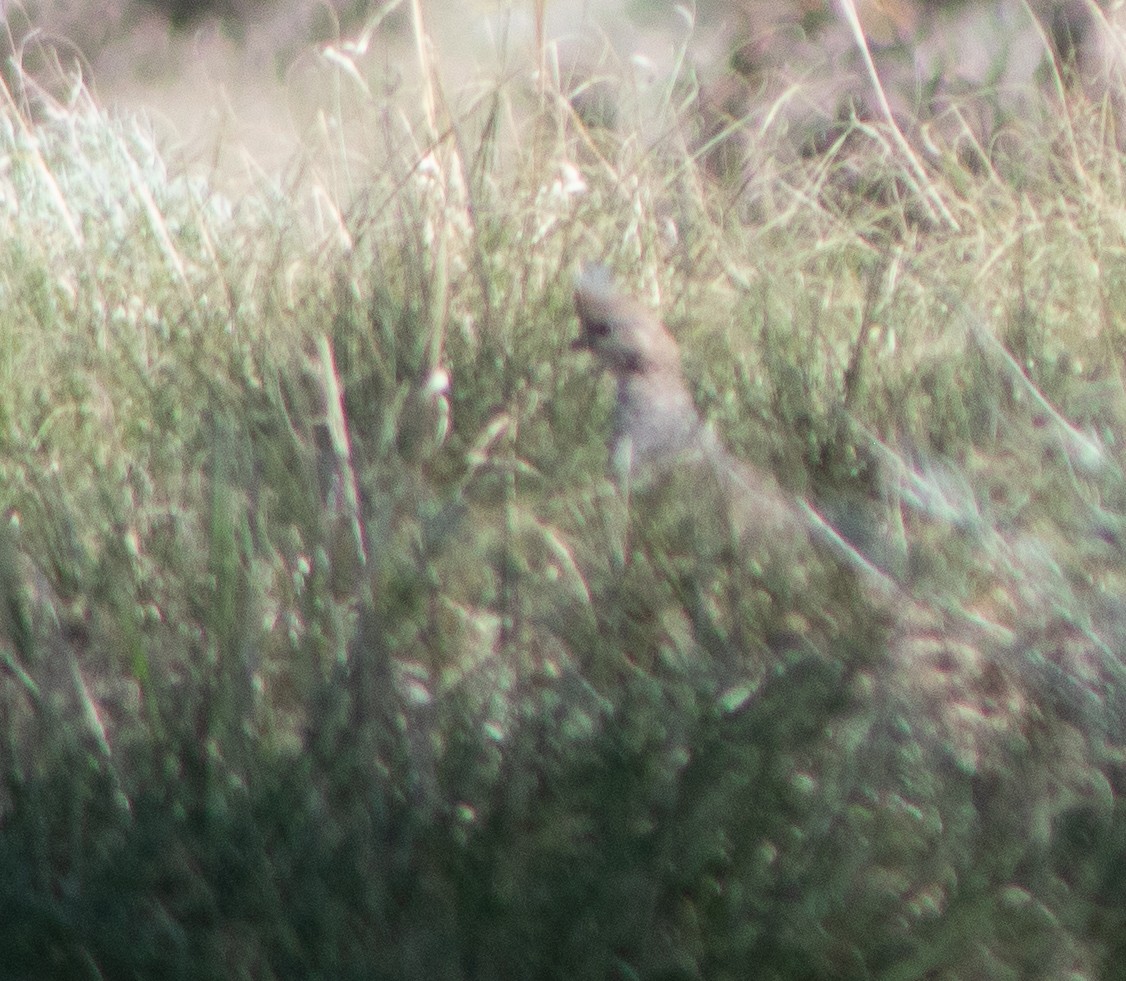 Scaled Quail - G Stacks