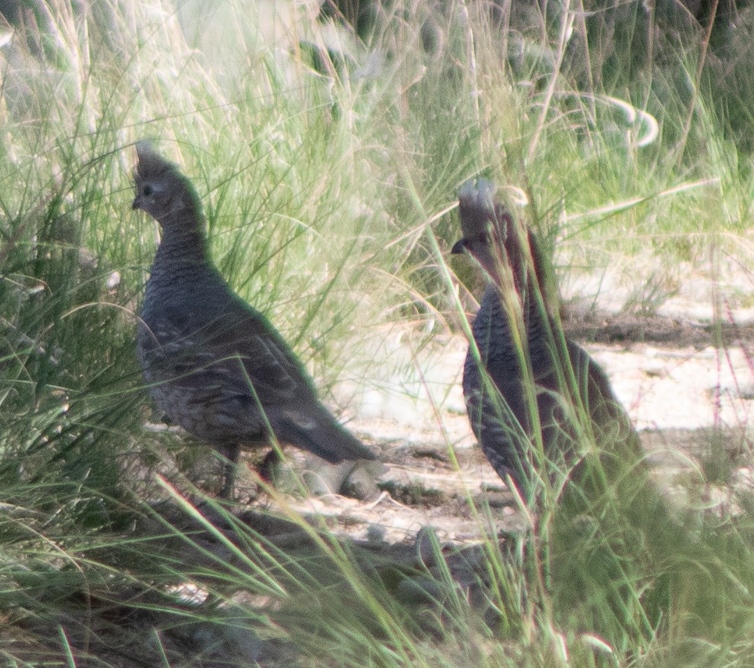 Scaled Quail - G Stacks