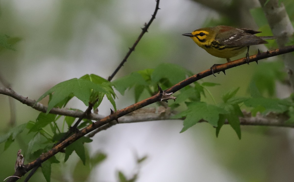 Prairie Warbler - Rob Bielawski