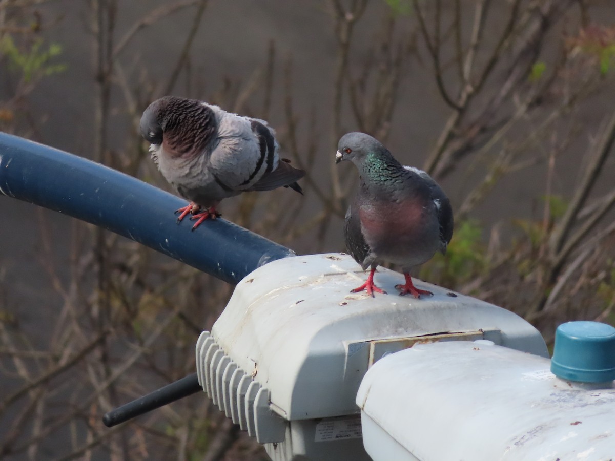 Rock Pigeon (Feral Pigeon) - Lisa Huffman