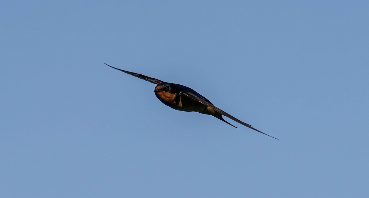 Barn Swallow - Rob  Sielaff