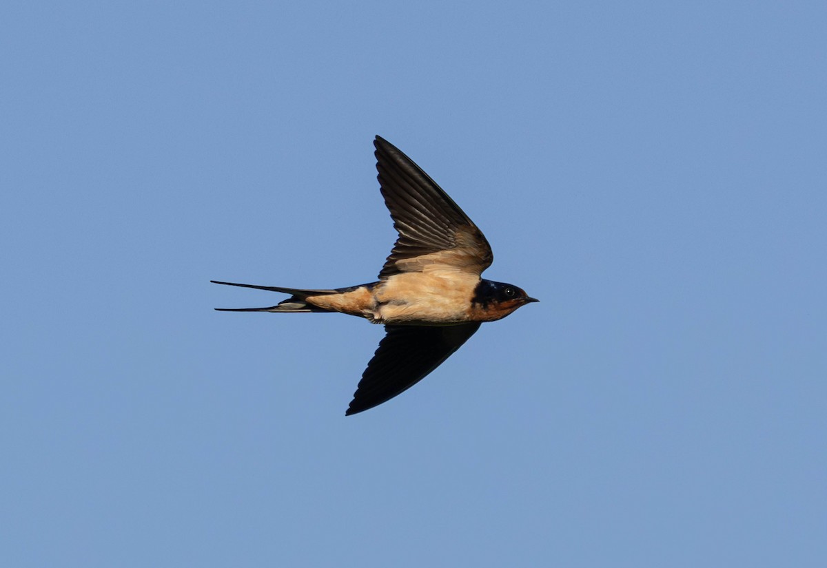 Barn Swallow - Rob  Sielaff