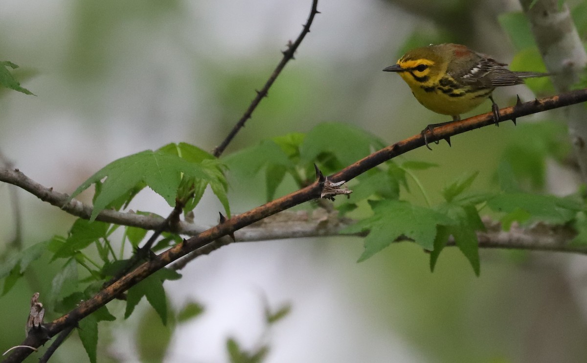 Prairie Warbler - Rob Bielawski