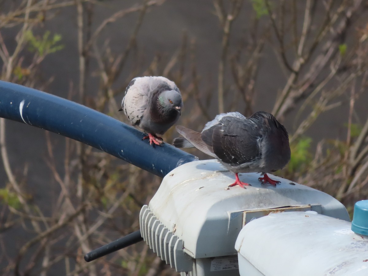 Rock Pigeon (Feral Pigeon) - ML619545403