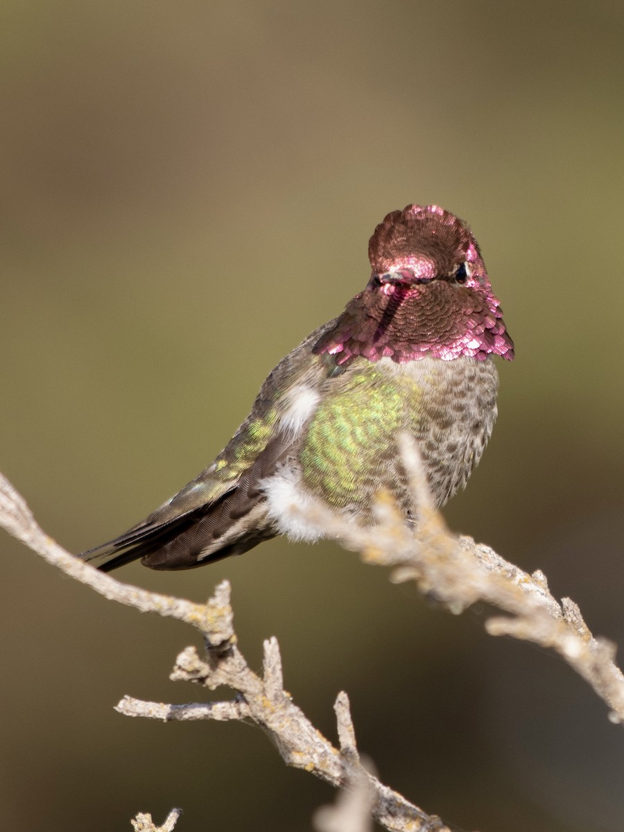 Anna's Hummingbird - Rene sun