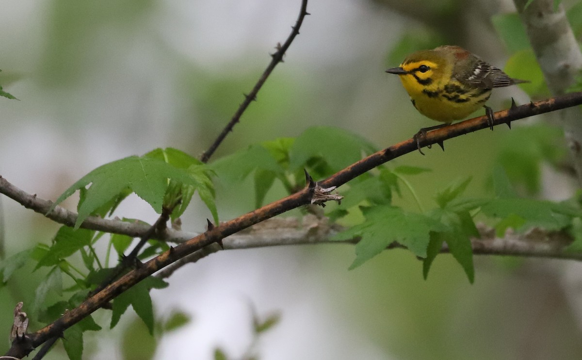 Prairie Warbler - Rob Bielawski