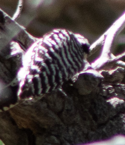 Ladder-backed Woodpecker - G Stacks