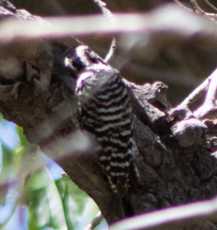 Ladder-backed Woodpecker - G Stacks