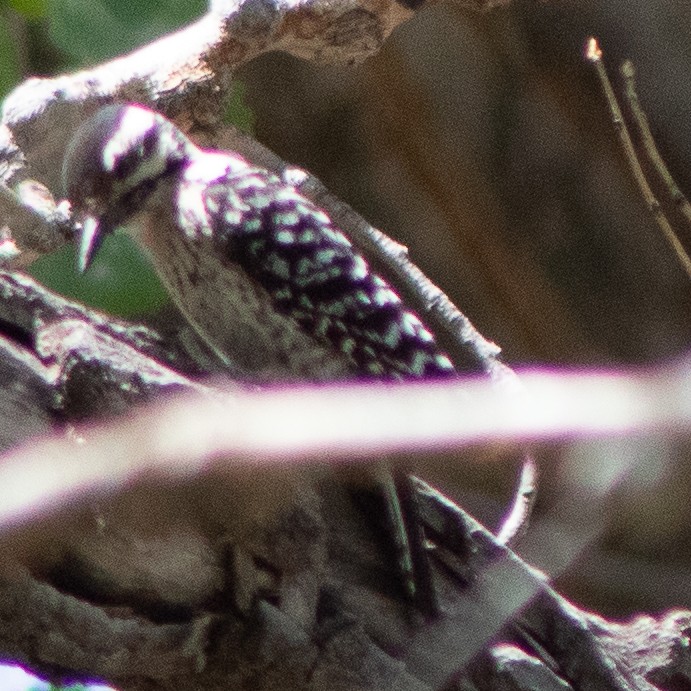 Ladder-backed Woodpecker - G Stacks