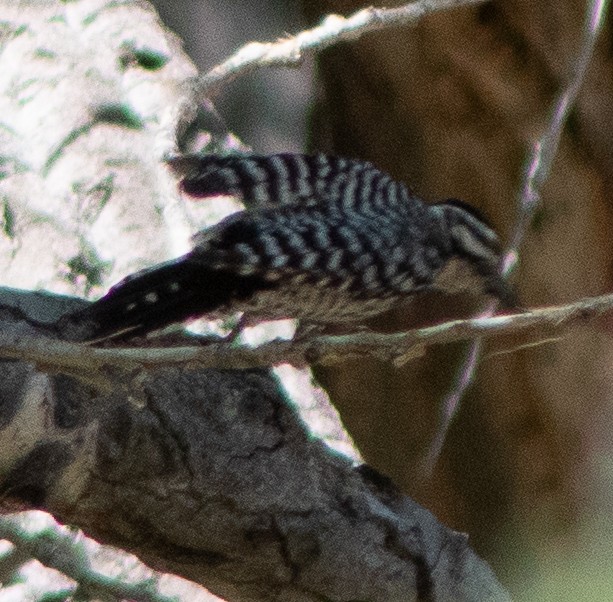 Ladder-backed Woodpecker - G Stacks