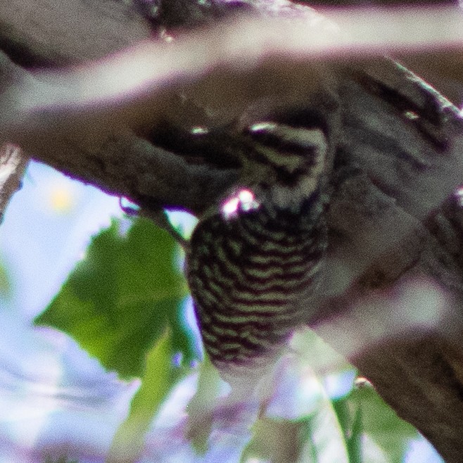 Ladder-backed Woodpecker - G Stacks