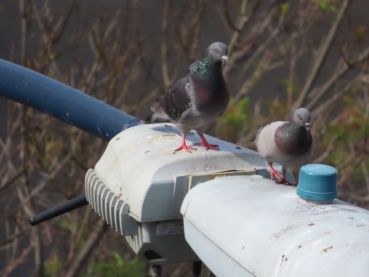 Rock Pigeon (Feral Pigeon) - Lisa Huffman