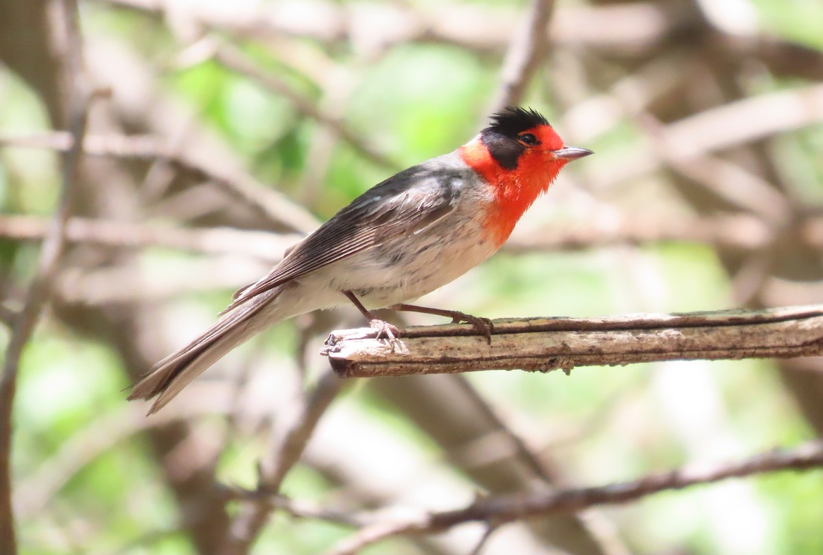 Red-faced Warbler - Joe Weiss