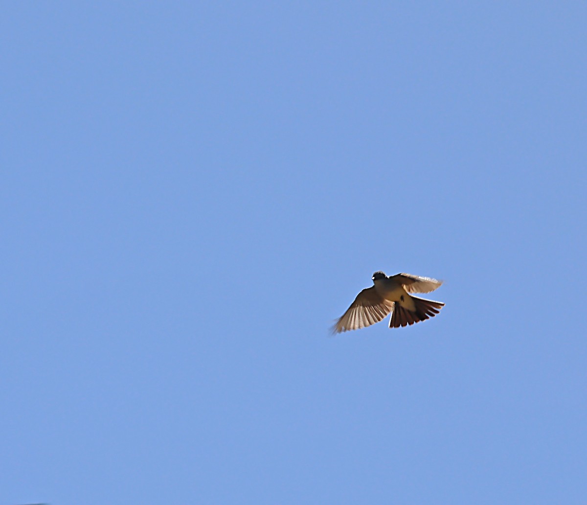 Western Kingbird - Karen Skelton