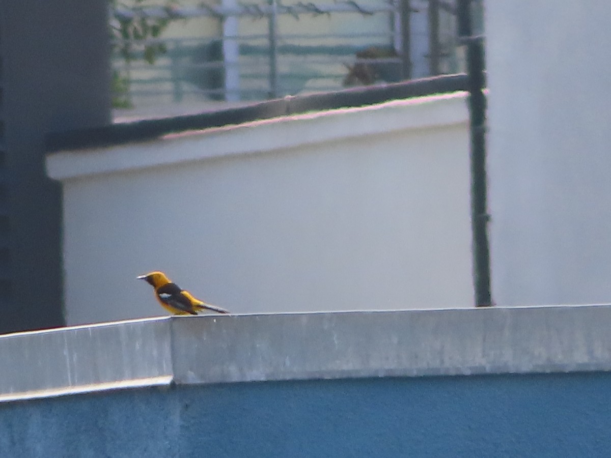 Hooded Oriole - ML619545420