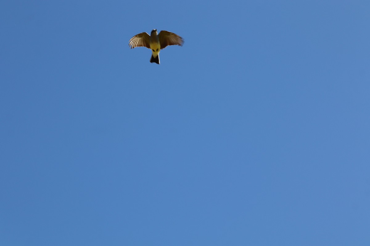 Western Kingbird - Karen Skelton