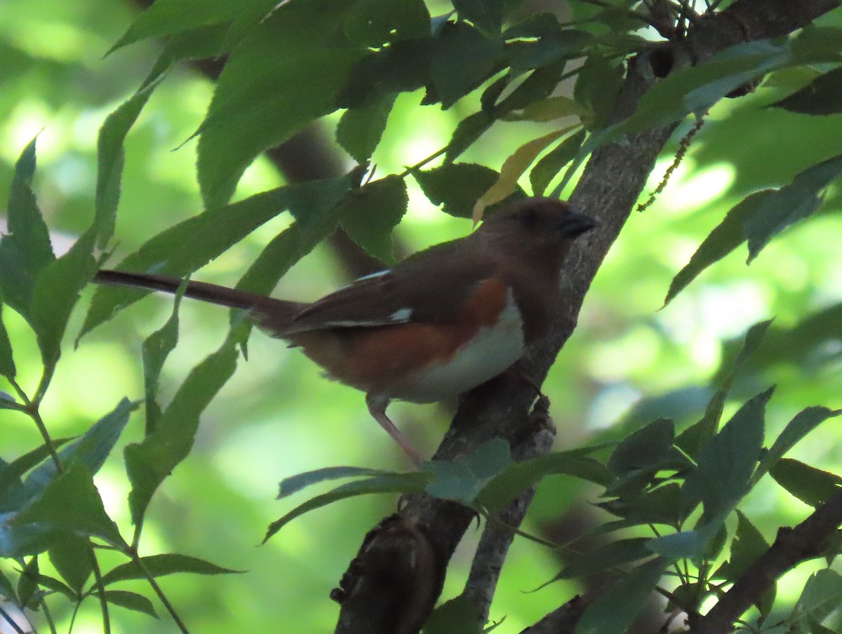 Eastern Towhee - Brian Walker