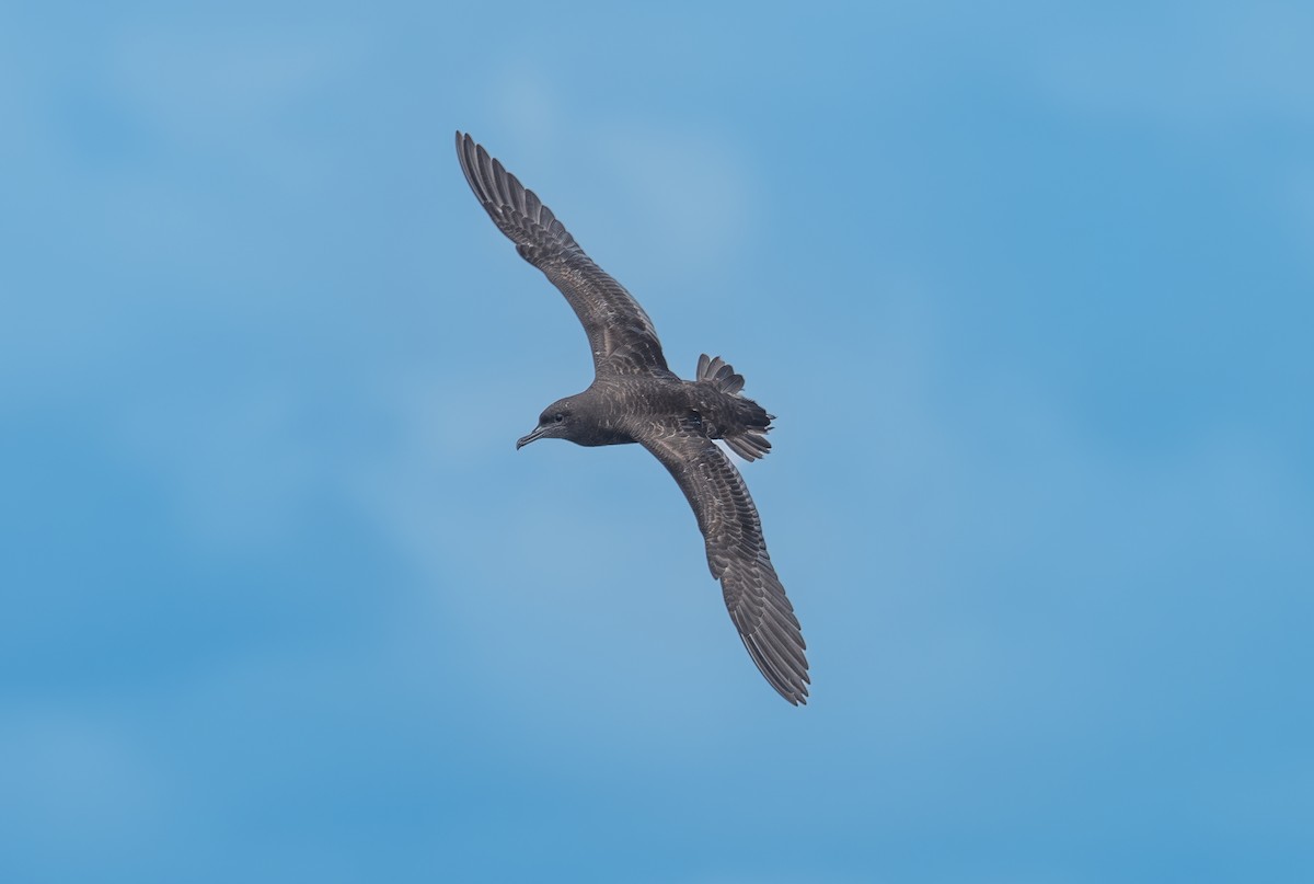 Sooty Shearwater - ML619545430