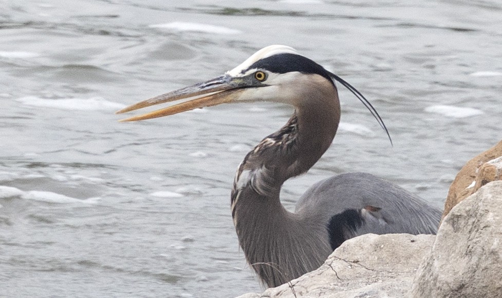 Great Blue Heron - Kathryn Black