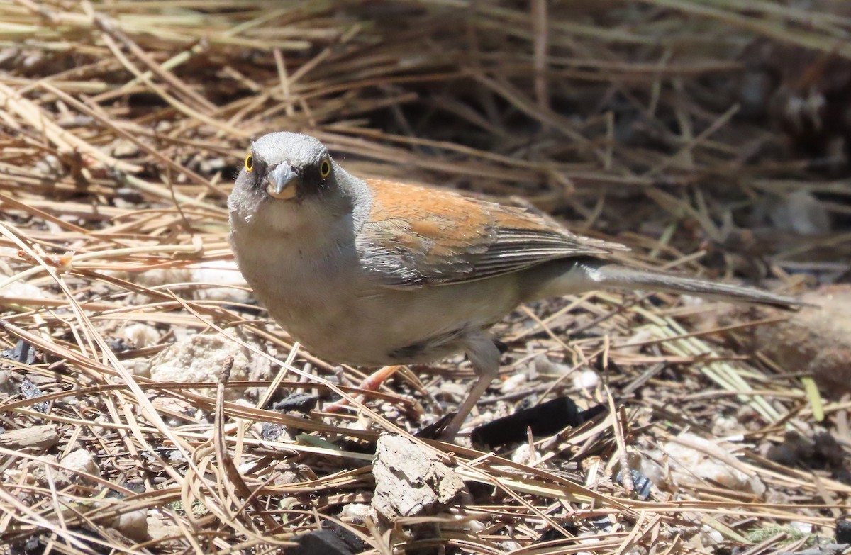 Yellow-eyed Junco - Joe Weiss