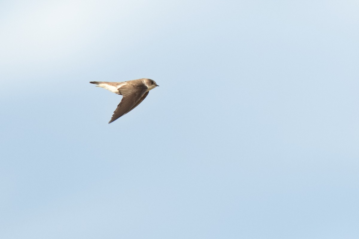 Bank Swallow - Ken Faucher