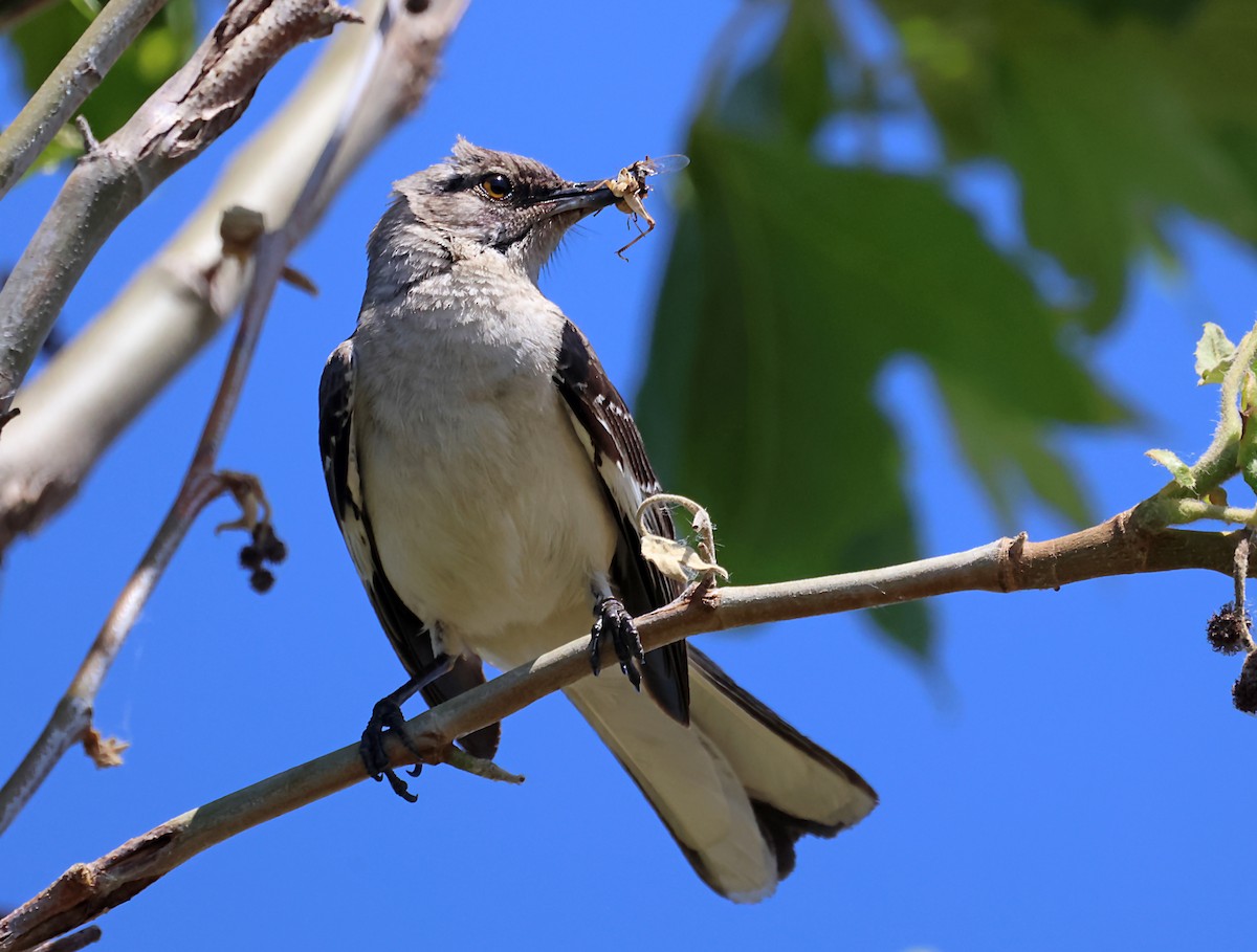 Northern Mockingbird - Karen Skelton