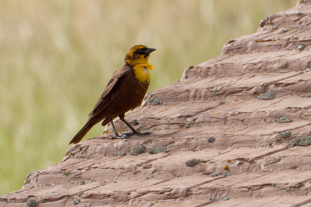 Yellow-headed Blackbird - CJ FLICK