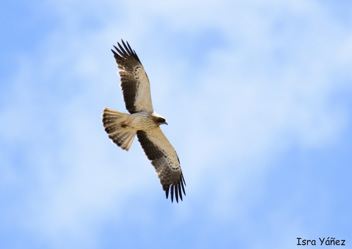 Águila Calzada - ML619545455