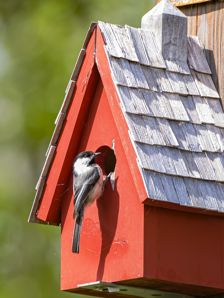 Black-capped Chickadee - Albert Picard