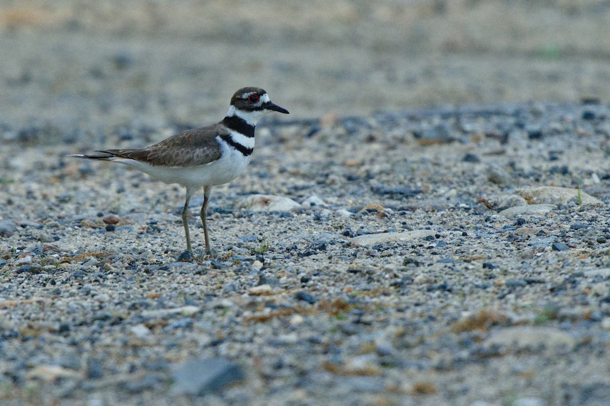 Killdeer - Ken Faucher