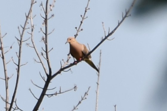 Mourning Dove - Carmen Ricer