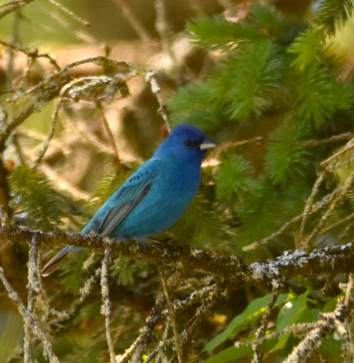 Indigo Bunting - Ted Stewart