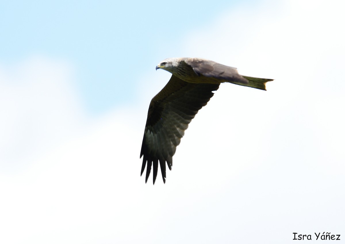 黑鳶 - ML619545464