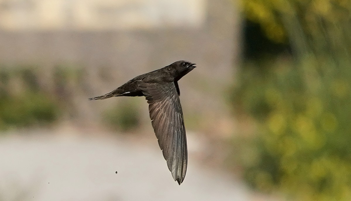 Common Swift - José Eduardo Mateos Moreno