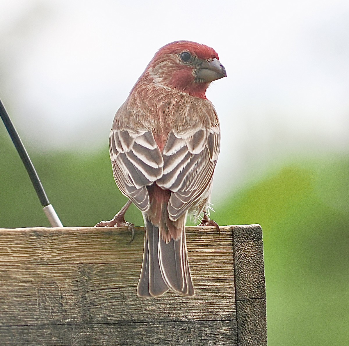 House Finch - Elizabeth Peterson