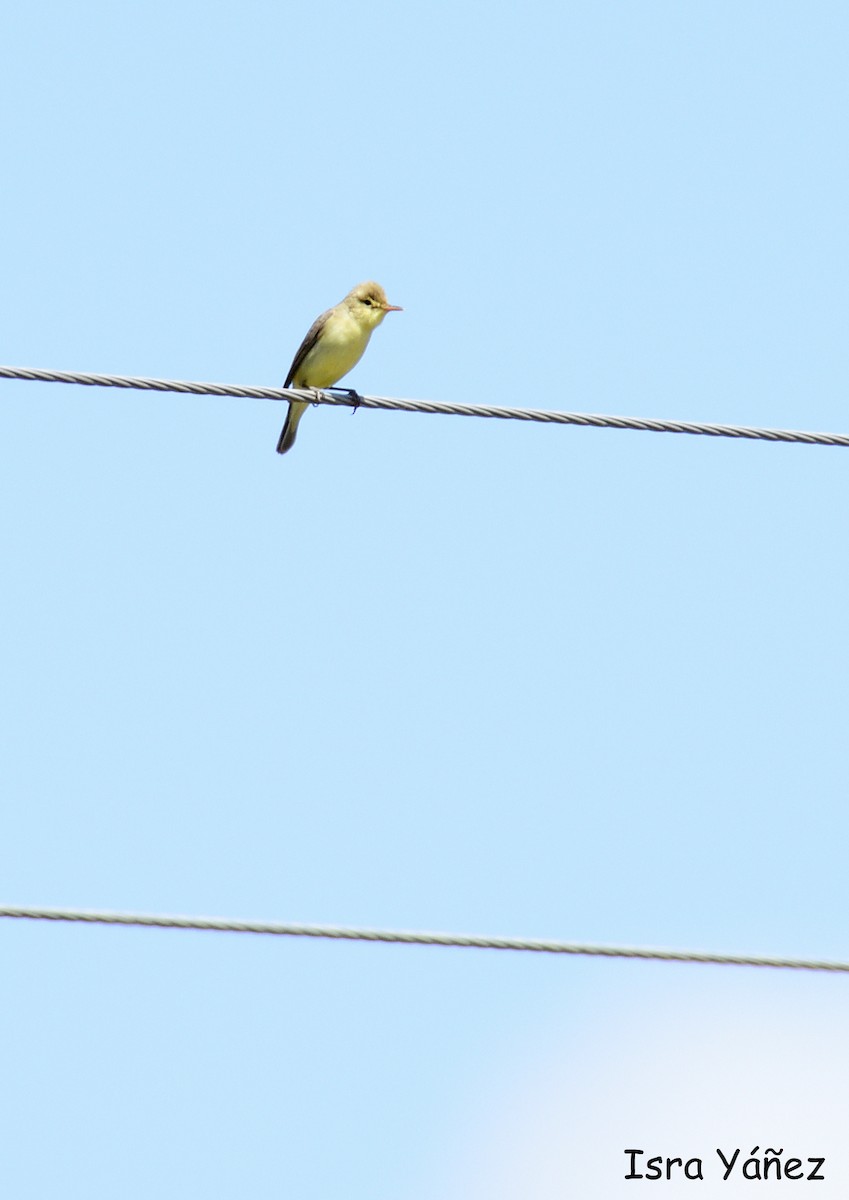 Melodious Warbler - Isra Yáñez