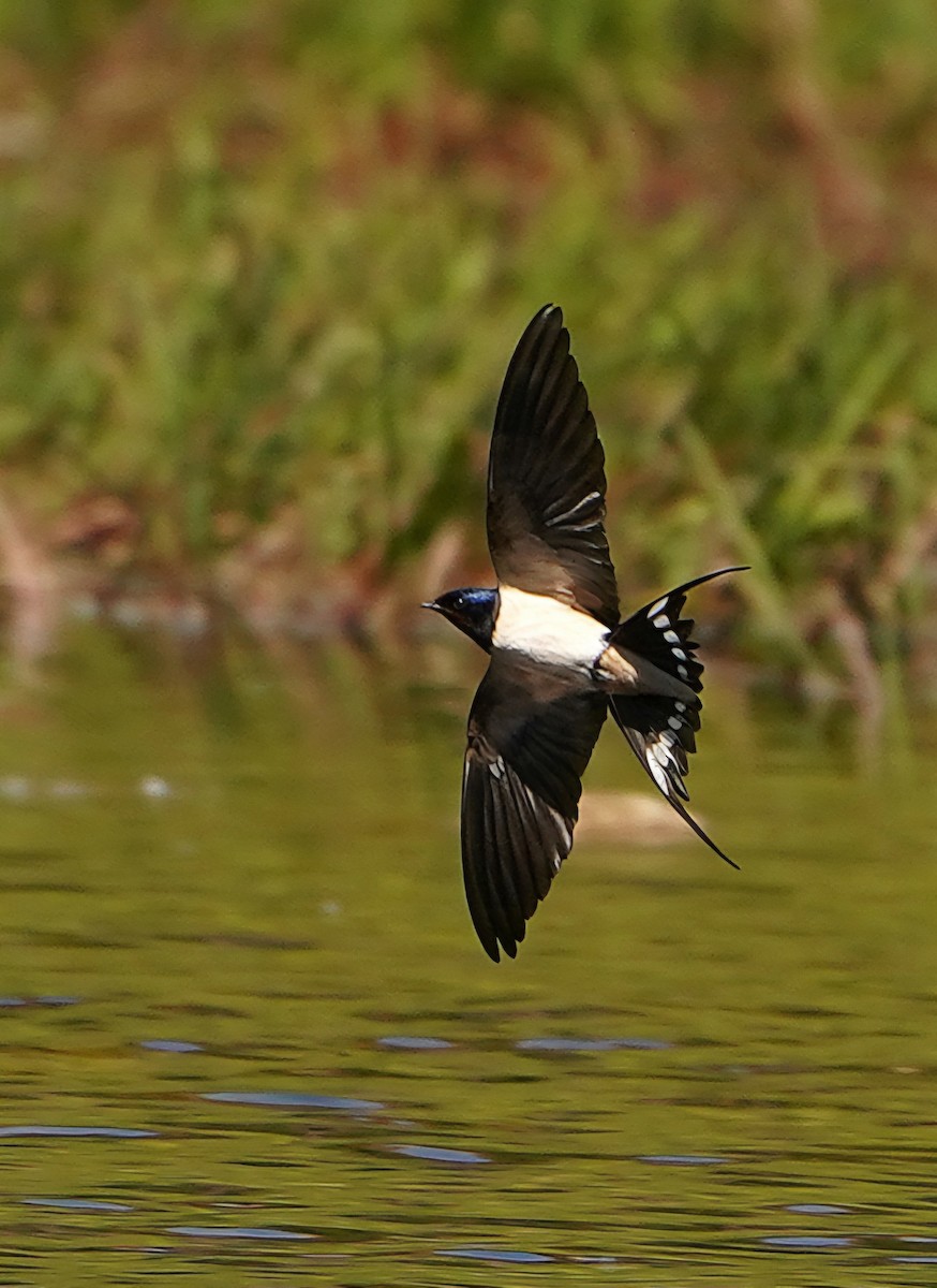 Barn Swallow - José Eduardo Mateos Moreno