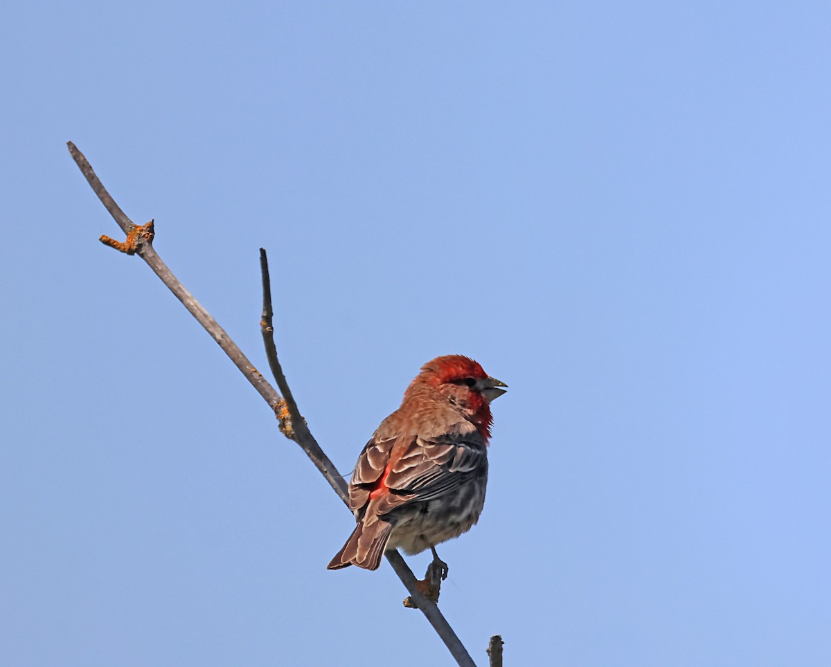 House Finch - Karen Skelton