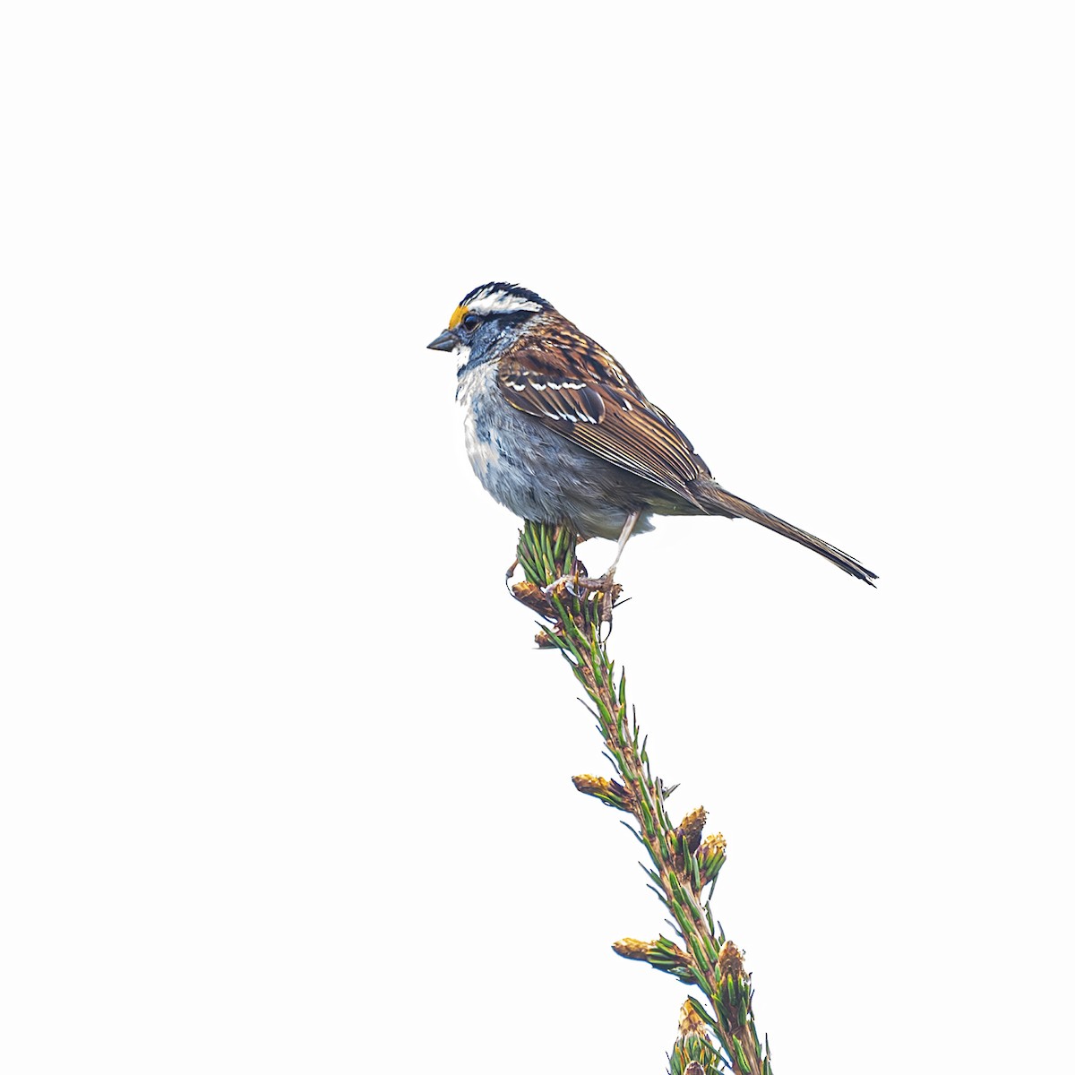 White-throated Sparrow - Albert Picard