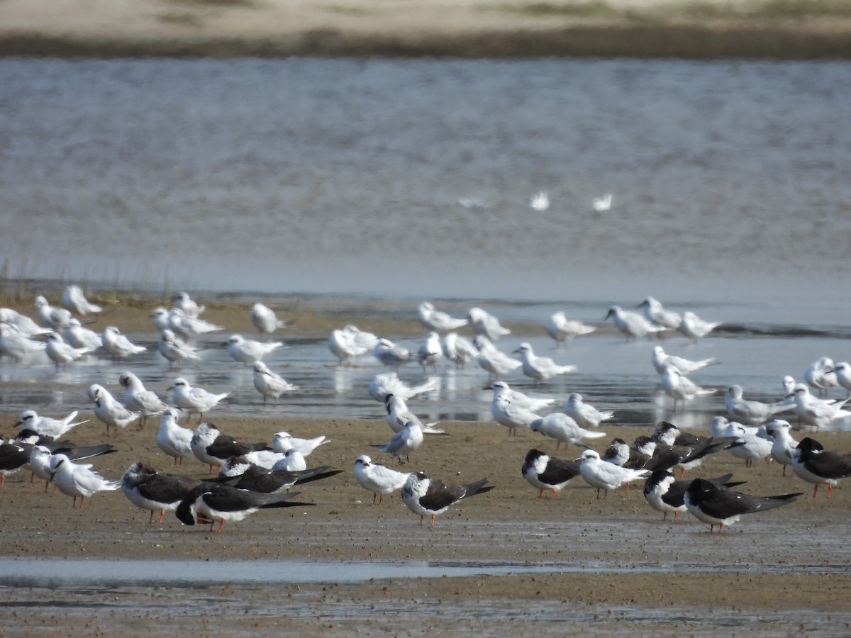 Yellow-billed Tern - Marta (Martuli) 🦩🦉🦆 Martínez