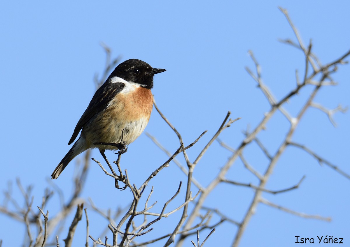 European Stonechat - Isra Yáñez