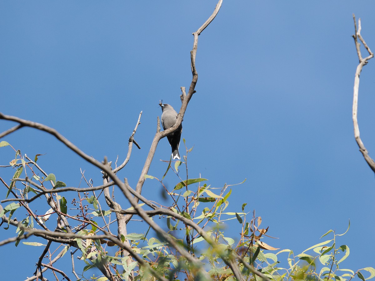 Black-faced Woodswallow - Rob Burnell