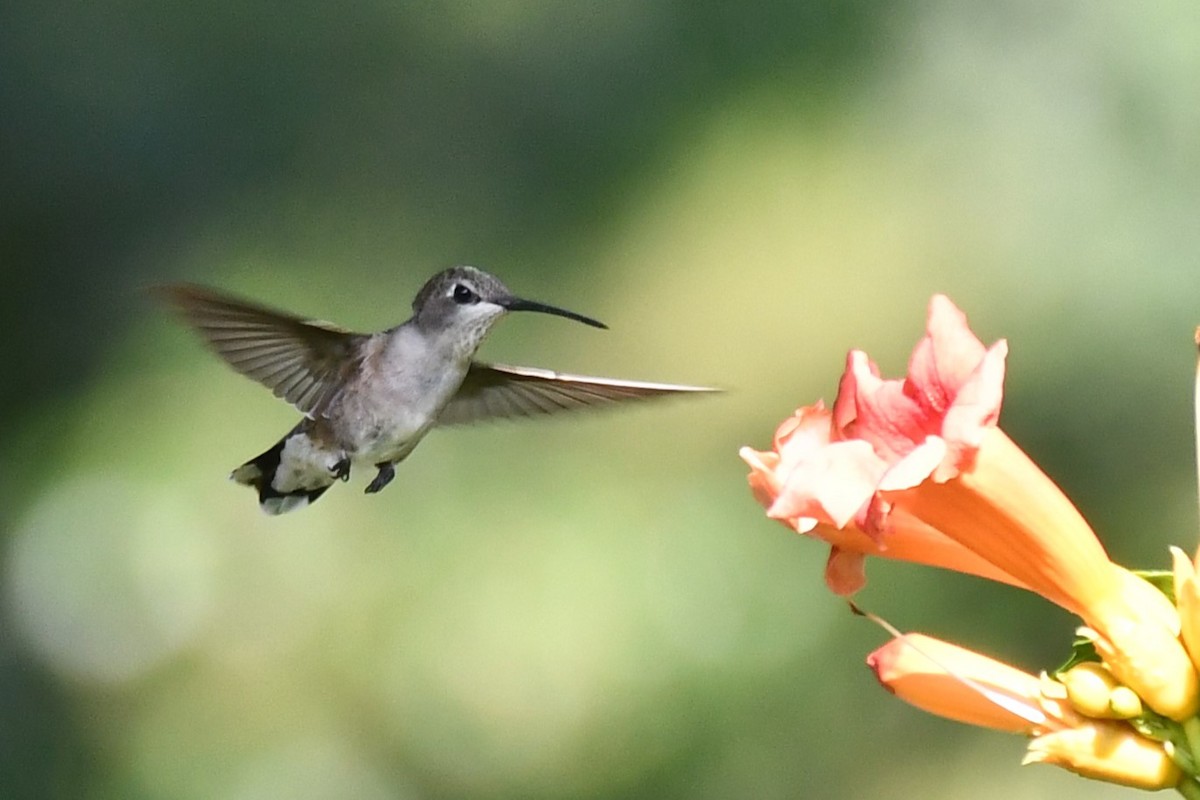 Black-chinned Hummingbird - Carmen Ricer