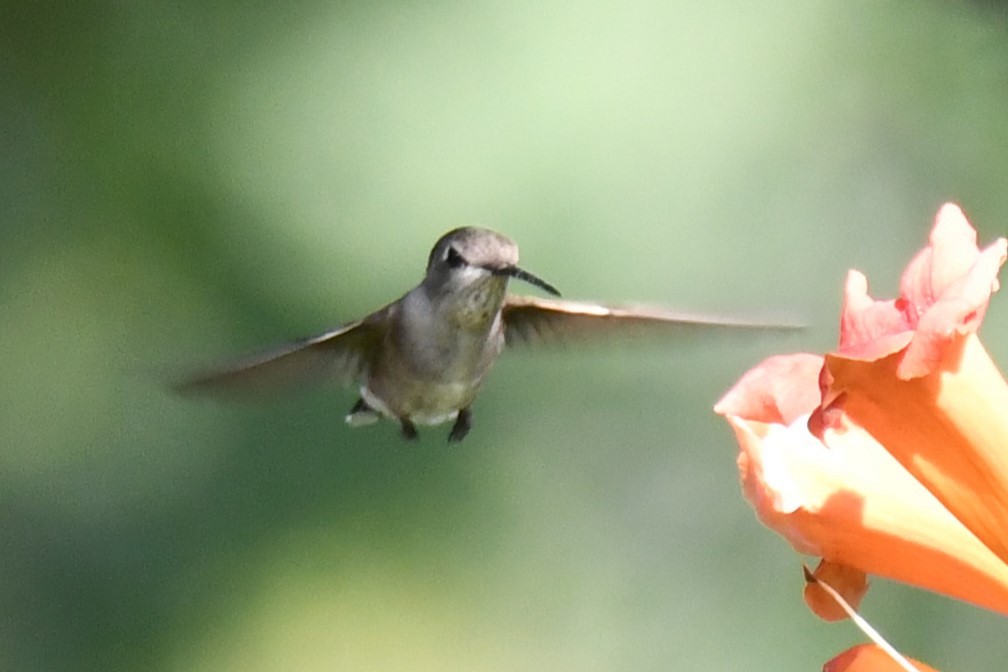 Black-chinned Hummingbird - Carmen Ricer