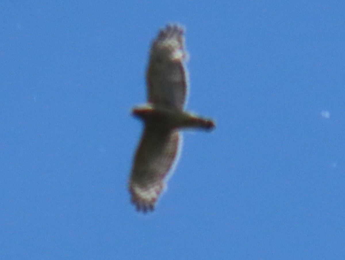 Red-shouldered Hawk - Brian Walker