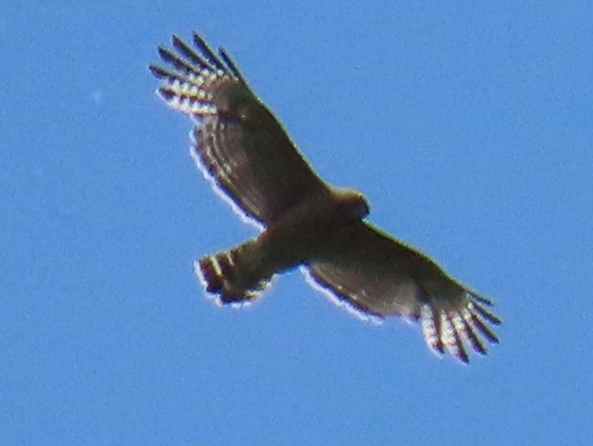 Red-shouldered Hawk - Brian Walker